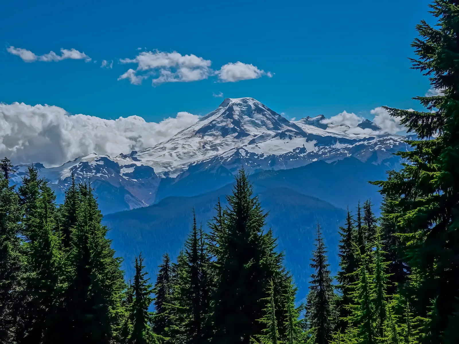 Forest landscape representing a clear view of future growth